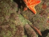 o_sutrsato con estrella mar